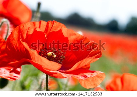 Summer feeling: Detailed close-up of red poppy blossoms in the summer Royalty-Free Stock Photo #1417132583