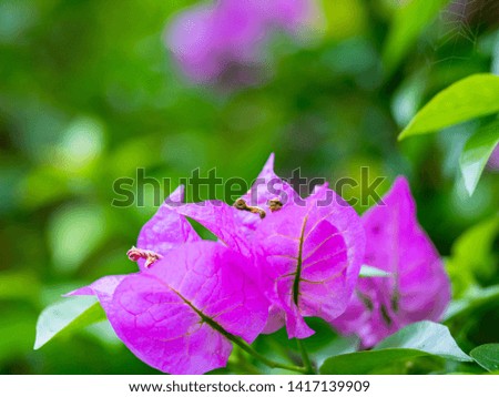Bougainvillea flowers texture and background