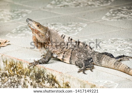 iguana on rock, photo as a background
