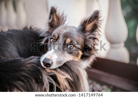 Cute Border collie dog at the morning