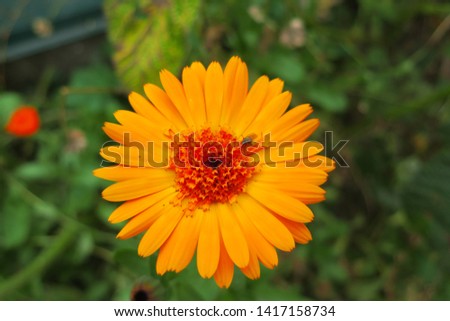  The orange calendula flower with the fly on it                              