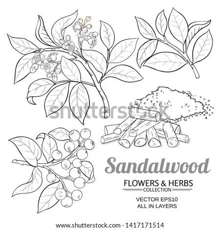 sandalwood vector set on white background Royalty-Free Stock Photo #1417171514