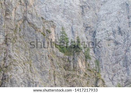 Lonely pine trees growing on the middle of the rock in Slovenian Julian Alps. Triglav National Park.