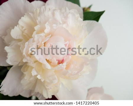 Gentle white peony with some pink and yellow traces