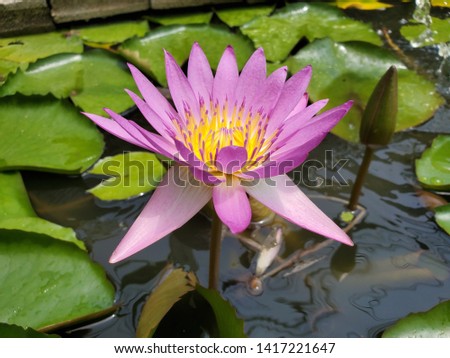 Pink lotus flowers in the pond in Thailand.