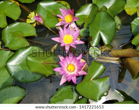 Pink lotus flowers in the pond in Thailand.