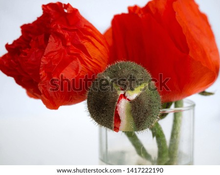 Poppy flowers in a glass on a white background