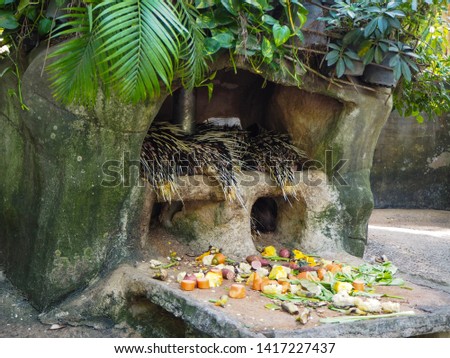 The hedgehog sleeps in the hollow of the wood and the food is vegetables.