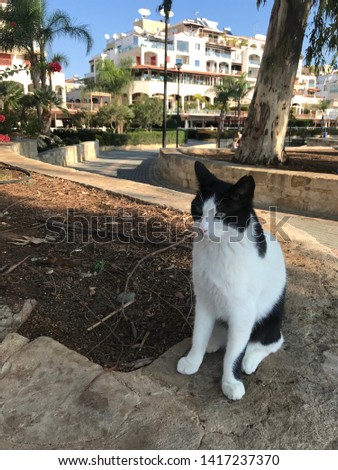 Black and white cat in nature