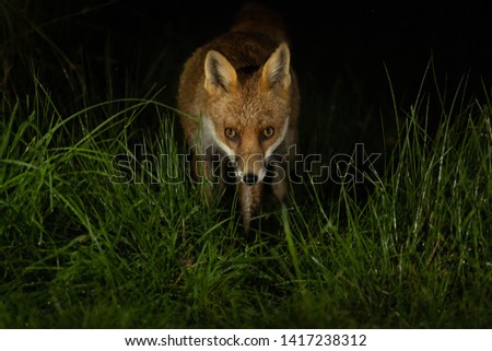Red Fox in grass at night with black background.