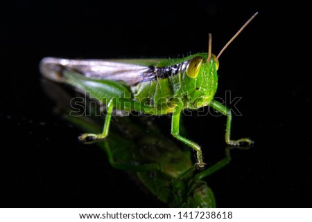 Grasshopper macro style picture. selective focus 