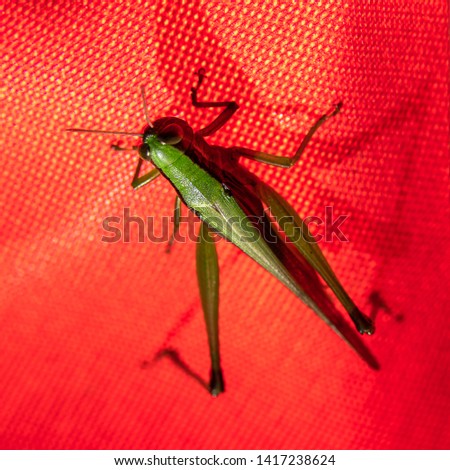 Grasshopper macro style picture. selective focus 