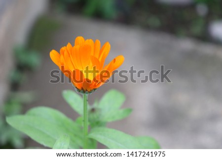 Calendula officinalis or marigold flower  with  beautiful petals orange color soft focus and blurred background
