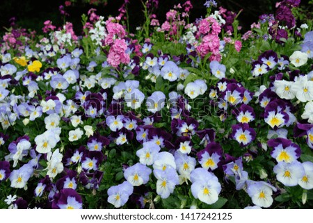 Dark purple and white Pansy flowers