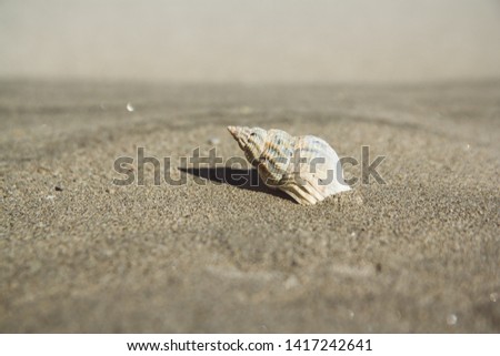 Sea shell on sandy beach. Summer background. Copy space. Can use as banner