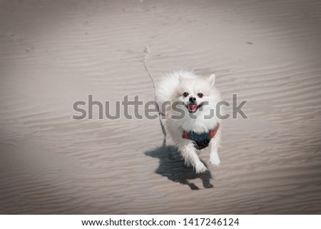 Dog Pomeranian  doggy pet pom