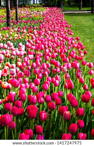 Beautiful tulips flower in a municipal park.
