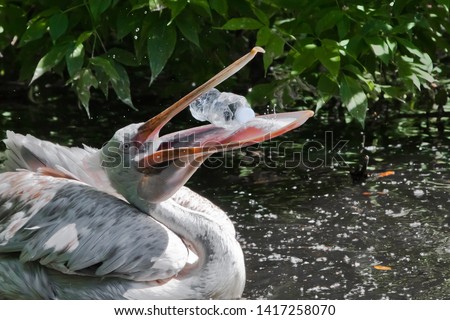A plastic bottle in the mouth of a pelican bird (the problem of water pollution with plastic). Unhappy bird can swallow debris and die. Royalty-Free Stock Photo #1417258070