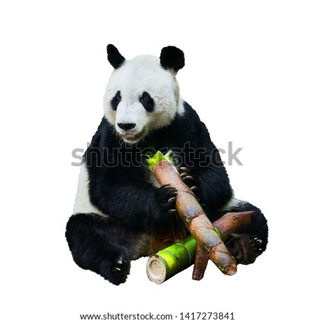 Beautiful shot of a Giant panda (Ailuropoda melanoleuca) or Panda Bear. Sitting bear eating a large piece of bamboo. Endangered animal on white background.