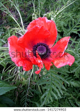 Macro photo nature flower red poppy. Background texture of round fluffy blooming poppy flower. The image of a plant blooming flower red poppy on the field