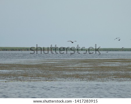 Volga delta with its wildlife and nature in Russia