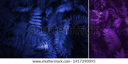 Blue color classic and purple  leaves. Beautiful neon fern leaves foliage. Floral background. Creative and moody color of the picture.Trend of the year 2020.