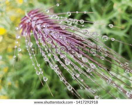 rain water drops spikes meadow enviroment  nature background