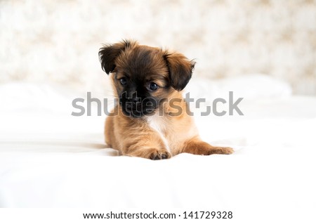 Two Month Old Pekingese And Chihuahua Mix Brown Royalty Free Stock Photo 140003077 Avopix Com