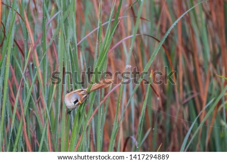 Close up of rare isolated Bearded Reedling mature male bird in the wild- Danube Delta Romania