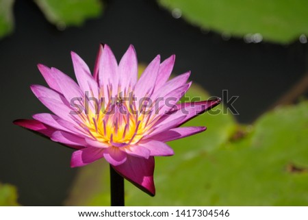 pink lotus in pond nature