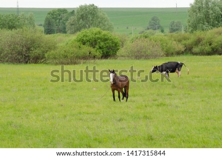 A horse and a cow are grazed together in a meadow.