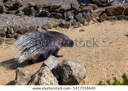 Crested porcupine walking around some rocks.