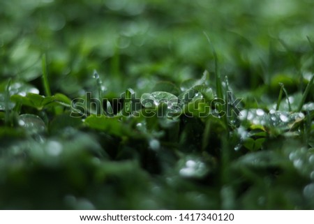 Drops on the grass after the rain