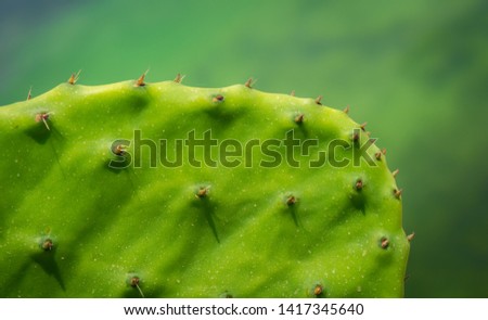 Close up macro photo of a cactus's spikes.