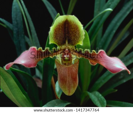 orchid Flowers of venus slipper