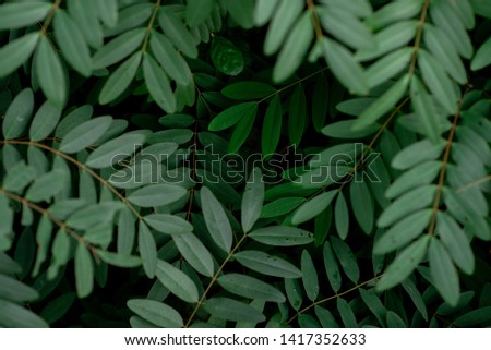 Green leaf texture background,
Green leaves in nature