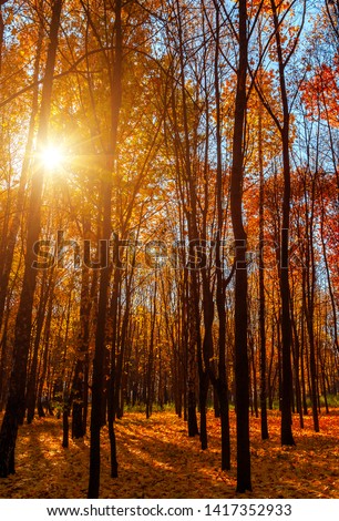Autumn sunlight panoramic landscape september colorful natural background multi-colored trees branches in sunny forest. Autumn city park nature scene fall tree colorful leaves.