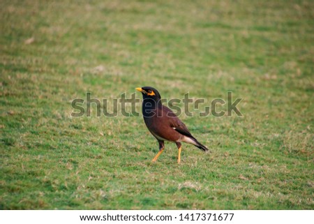 Common Myna bird in southern India