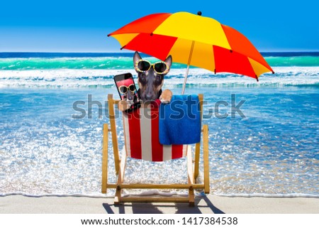 bull Terrier  dog resting and relaxing on a hammock or beach chair under umbrella at the beach ocean shore, on summer vacation holidays taking a selfie with smartphone or phone