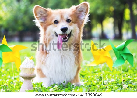 birthday off beautiful corgi fluffy on green lawn and colorful party flags on the background. bright summer and love for pets
