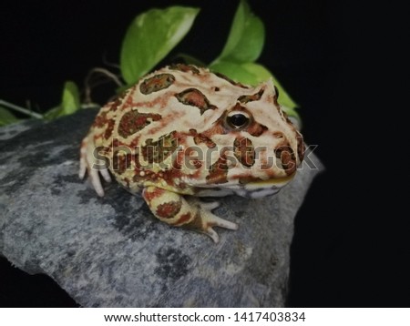 Cute baby Amazonian Horned Frog ,Fat Yellow Brown horned frog , Feed 