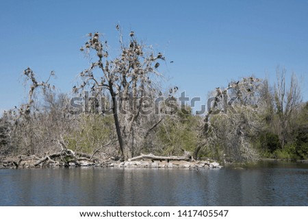The migratory double-crested cormorants nest in the trees on Duck Lake in City Park, Denver, Colorado, USA