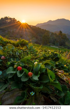 Morning sunrise at strawberry farm at the hill top landscape, Chiangmai, Thailand Royalty-Free Stock Photo #1417412153