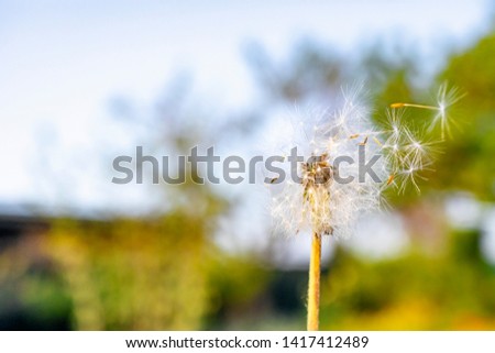 Dandelion on natural background. Detailed picture of a flower.