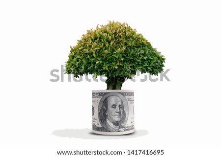 Green tree sprouting and roll banknotes on white background