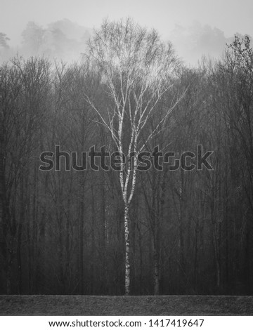 A birch tree standing out of the crowed 2