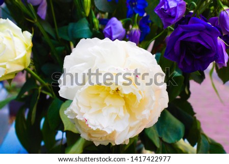 close up white flower blooming in the summer with faded background