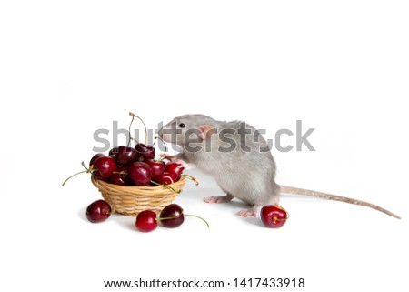 Cute pet. Charming dambo rat on a white isolated background eats a sweet cherry. Chinese New Year. The symbol of 2020. Copy spase.