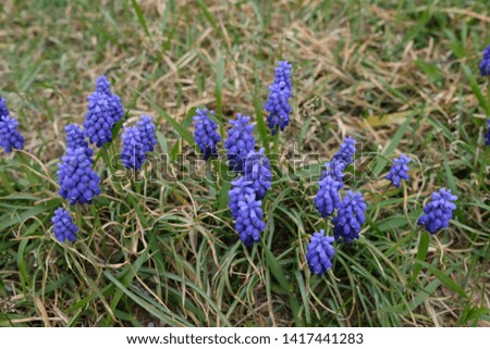 Muscari Armeniacum Grape Hyacinth plant, also known as blue grape hyacinths