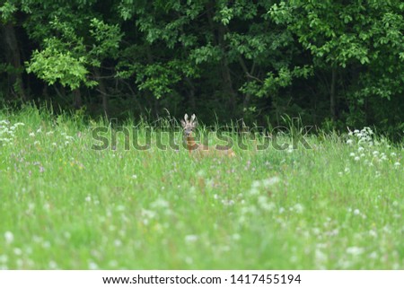 Small roe buck with antler  to hide in camouflage on grass and forest 